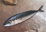 Image 01